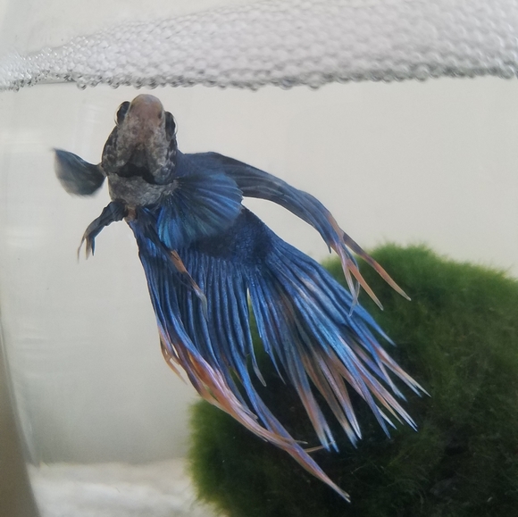 Meet your Posher, Jenny - Picture 6 of 7